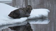 Norppa köllöttelee Savonlinnan Tallisaaren rannassa.