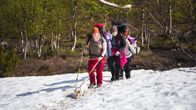 Lunta kesällä Pallas-Yllästunturin kansallispuistossa.