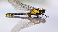Sudenkorento (Odonata).