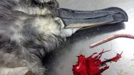 Lähikuva kuolleen albatrossin päästä. Pöydällä myös ilmapallon riekaleet ja muovinen juomapilli 