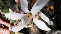 Magnolia kukkii Arboretum Mustilassa Elimäellä.
