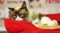 Grumpy Cat
