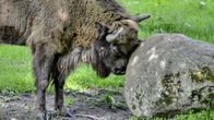 Visentti Bialowieza Puola