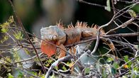 Iguana makaa puun oksalla Floridassa.