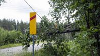Sähkölinjan päälle kaatunut puu