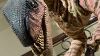 Lähikuva kameraa kohti kumartuvasta dinosaurusmallista museossa. 