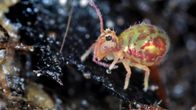 Dicyrtomina ornata -hyppyhäntäinen