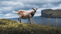 Vastikään keritty lammas rantanurmikossa, tastalla merta ja jyrkkä rantakallio. 