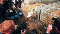 Dolly-lammas valokuvaajien ympäröimänä