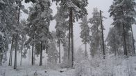 Luminen metsäkuva