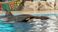 Miekkavalaan poikanen ui äitinsä kanssa Sea World -akvaarion altaassa.