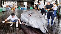 Japanilaiset kalastajat paloittelevat hanhennokkavalasta Wadan satamassa.