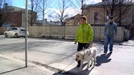 Opaskoira liikenteessä