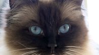 Ragdoll-kissalla on siniset silmät.