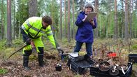 Kaksi henkilöä istuttaa atsaleoita metsäiseen suomaastoon