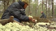 Jäkälännosto ei jaksa kiinnostaa edes kesätyönä. Thaimaalaisille poimijoille noin 1300 euroa kuukaudessa verojen ja kulujen jälkeen puhtaana käteen kelpaa kyllä. Se on puolen vuoden normaali palkka.