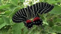 Bhutanitis ludlowi