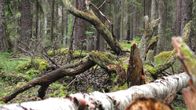 Kansallispuiston metsää