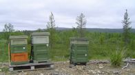 Aappo Valon mehiläisyhdyskunnat tunturimaastossa