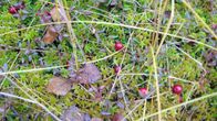 Karpaloita sammalmättäässä.