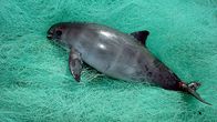 Vaquita-pyöriäinen (Phocoena sinus) kalaverkkoon jääneenä Baja Californian alueella Meksikossa.