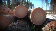 Mäntytukkeja metsässä.