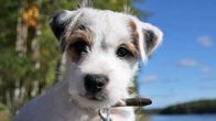 koira