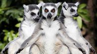 Kolme luonnossa vain Madagaskarilla esiintyvää makiapinaa ensimmäistä kertaa ulkona Avifauna-lintutarhassa.
