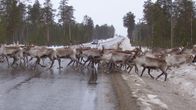 Porot maantiellä.