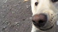 Huumekoira Woodyn kuono lähikuvassa