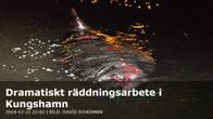 Kuvakaappaus Göteborgs Posten -lehden nettisivuilta uutisesta, joka käsittelee valasta. 