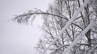 Lumisia oksia taipuneena sähkölinjojen päälle.