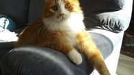 Sankarikissa Simba