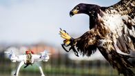 kotka tarttumassa kauko-ohjattuun lennokkiin