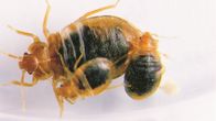 Lutikoita