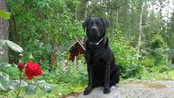 Kalajokinen labradorinnoutaja Nelli vaistosi isäntänsä infarktin.