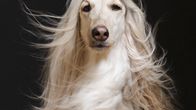 Valokuvaaja Maija Astikainen kuvasi koiria ihmismäisesti One-Dog Policy -kirjaansa varten.