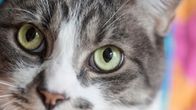 kissa