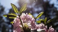 Etelä-Haagan rododendronpuisto. 