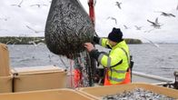 saimaa kalastus muikku troolaus lappeenranta 