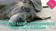 väsynyt koira ja tekstiä