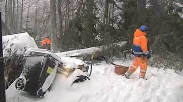 Sähköyhtiön työmiehet raivaavat tuulen sähköjohtojen päälle kaatamaa puuta.