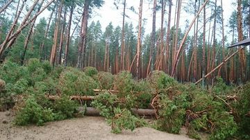 Kaatuneita mäntyjä mäntymetsän etualalla.