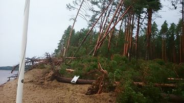 Kaatuneita puita Ärjänsaaren rantarörmällä.