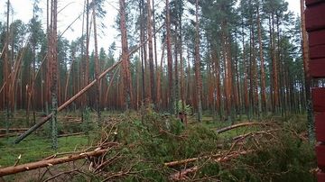 Puuskatuulen kaatamia mäntyjä Ärjänsaaressa.