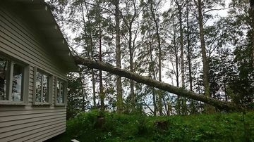 Puu Ärjänsaaren kahvilarakennuksen katolla.