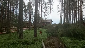 Puita nurin rakennuksen takana Ärjänsaaressa.