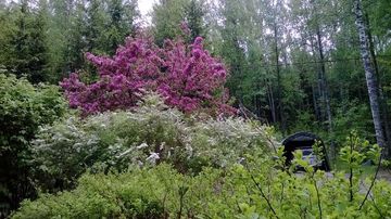 kesäkuvakisa
