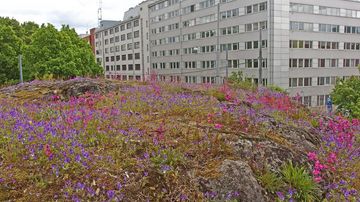 kesäkuvakisa