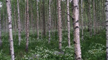 kesäkuvakisa